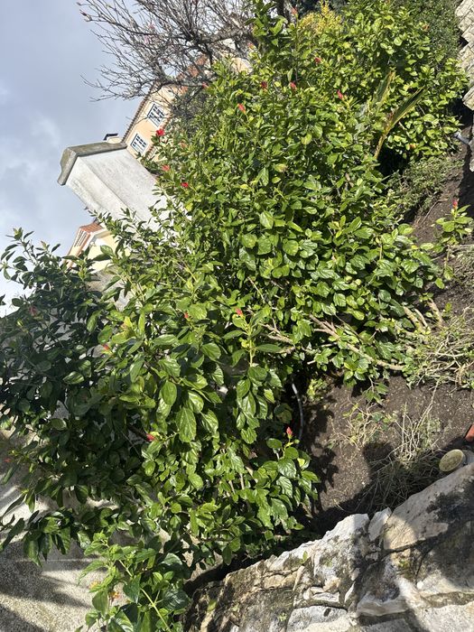 Manutençao e costruçao de jardins