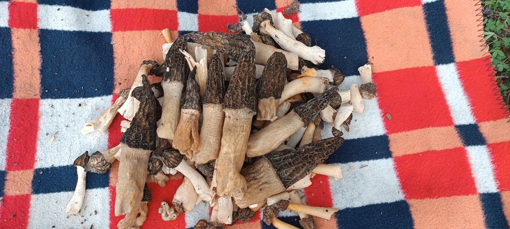 Smardz stożkowaty Rarytas