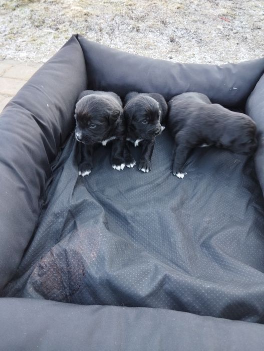 Berneński pies pasterski