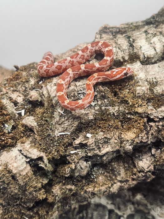 Wąż zbożowy węże zbożowe transport wyprawka