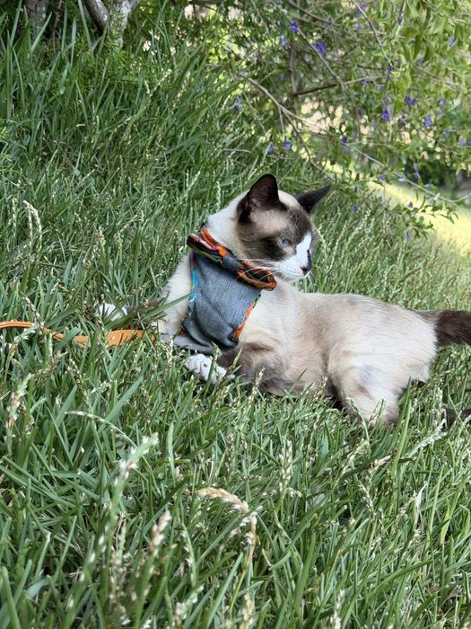 Lucky - gato super meigo para adoção responsável