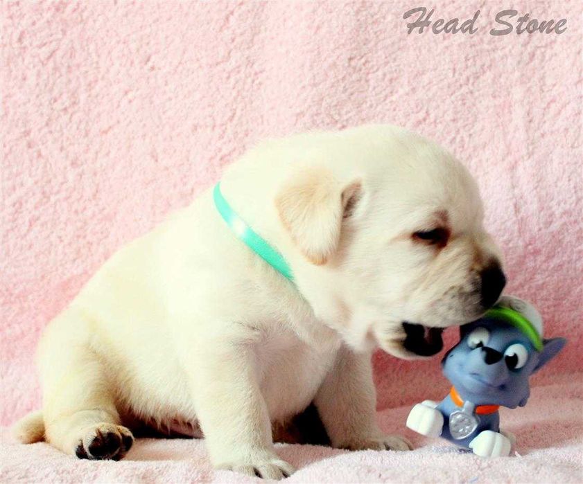 Щенки Лабрадора ретривера