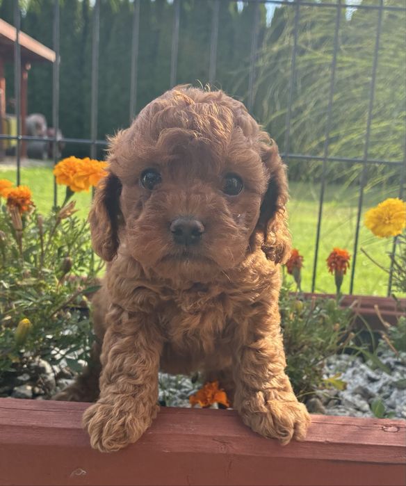 Cavapoo f1b Pudel Toy, Cavalier