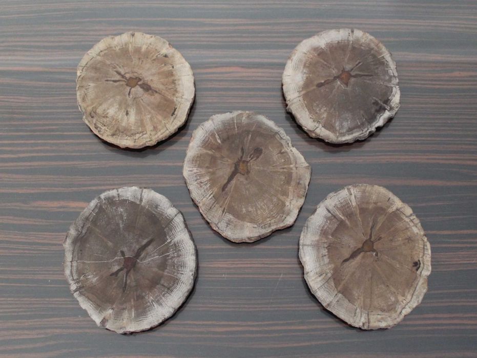 Conjunto de 5 Porta-copos de madeira petrificada, Natural, feito à mão