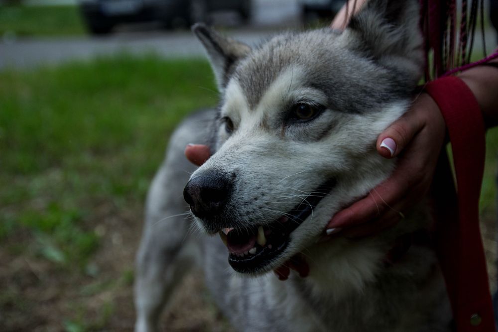 Шукаю відповідальну родину для дівчинки хаскі