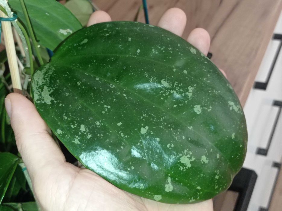Hoya Hoja MACROPHYLLA snow queen cięta