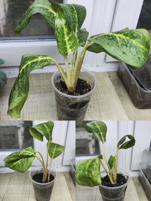 Аглаонеми Lemon Mint, Grand blossom, Spicy pink, Guava pink