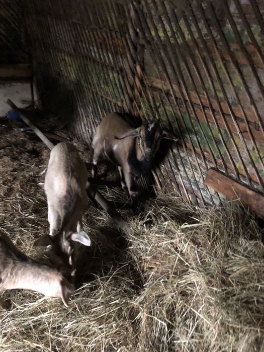 Продам нубійських кіз