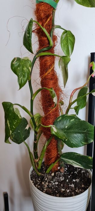 Kolekcjonerski filodendron White Princess 67 cm od doniczki