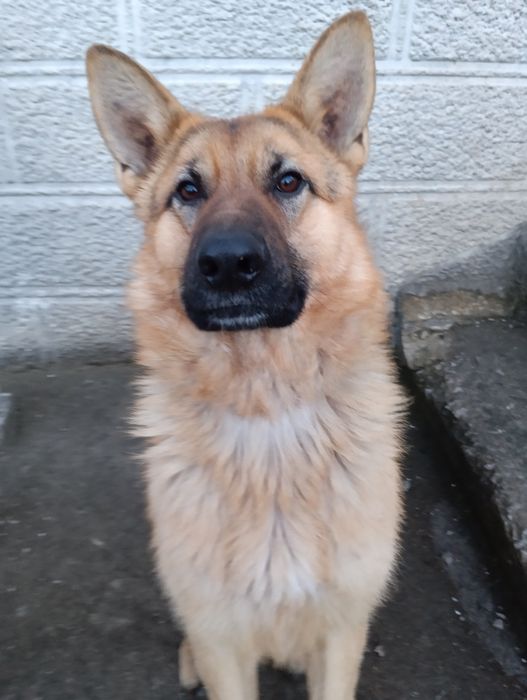 Пропоную кобеля німецька вівчарка віком 1,5років для в'язки (злучки)