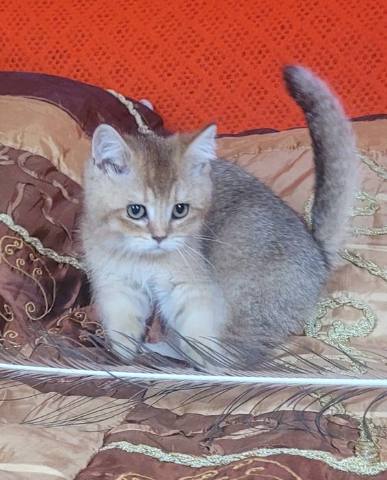 Мальчик скотиш страй,