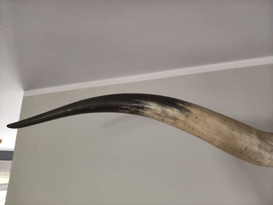 Rogi  Texas Longhorn 200cm