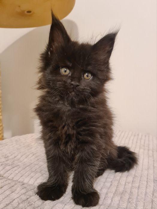 Czarno czekoladowy kocurek