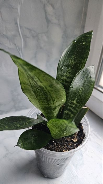 Sansevieria trifasciata Moonshine Reversion!