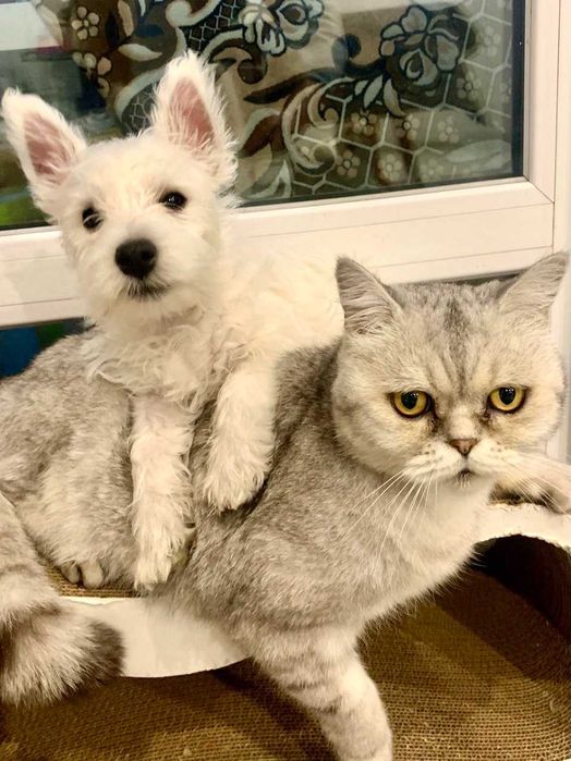 Цуценята вест хайленд уайт терєра