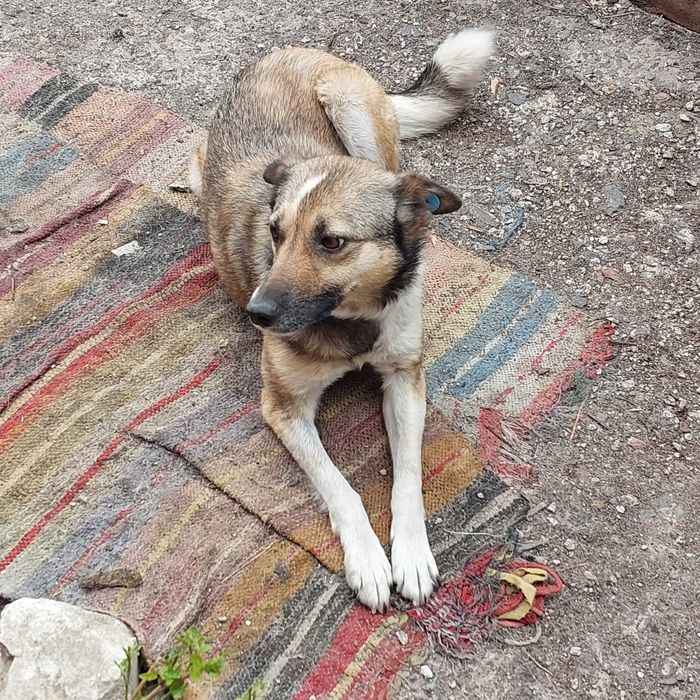 Собака Мая шукає нову родину