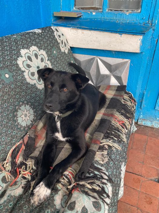 Віддам в хороші руки  прекрасного собачку, хлопчик 1 рік