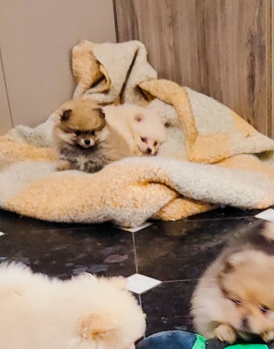 Хлопчик та дівчинка! Шпіц