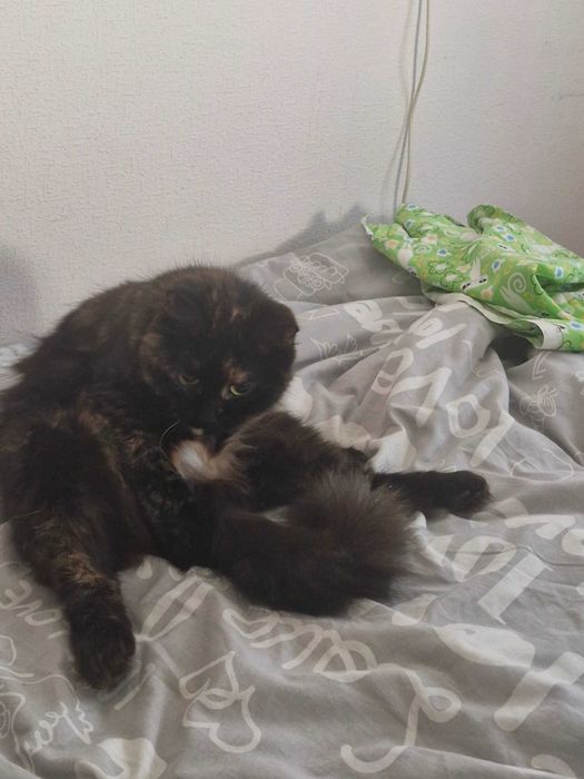 Марселін, Кішка.