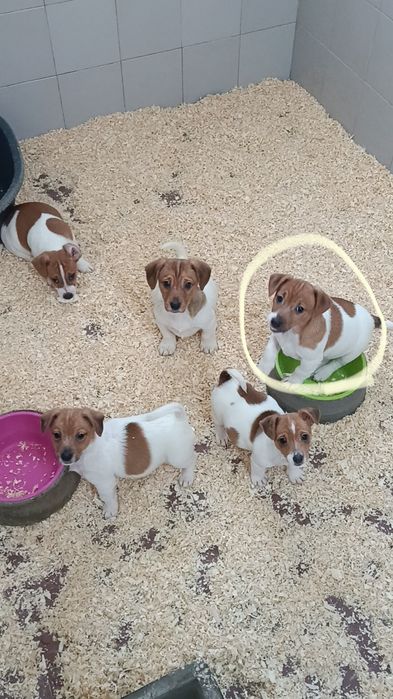 Jack Russell Terrier