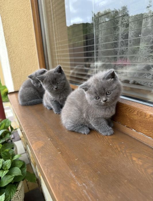 Прямовухі шотландські кошенята