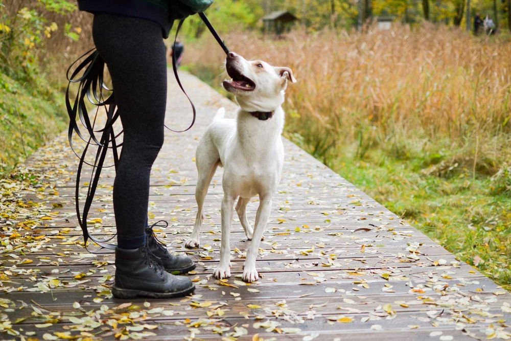 Forest pies ,który potrzebuje spokojnego domu