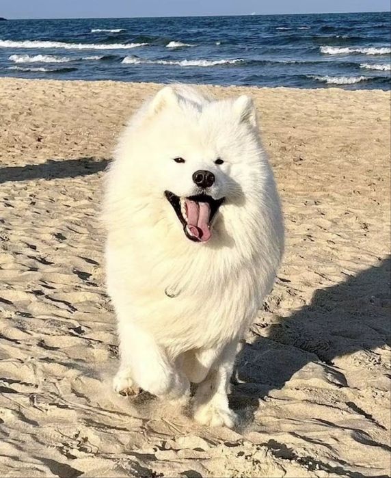 Samoyed szczeniak -  koniec października 2026