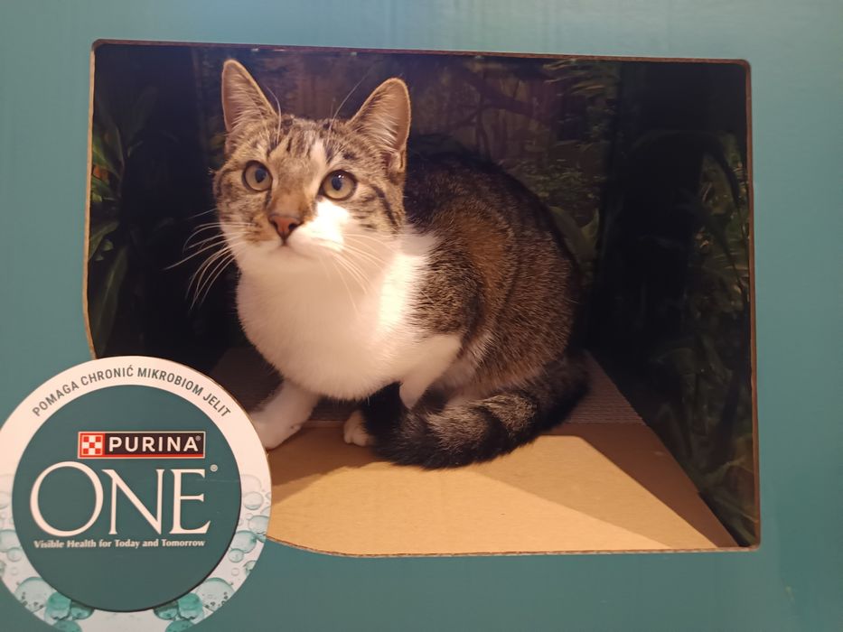 Zaginęła kotka proszę o pomoc