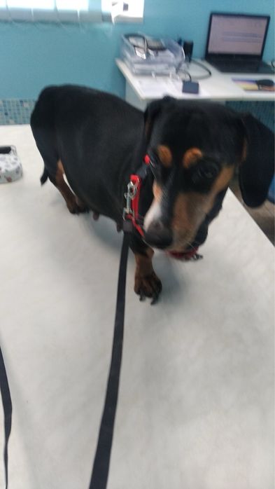 Віддаю собачку, такса, 5,5 років