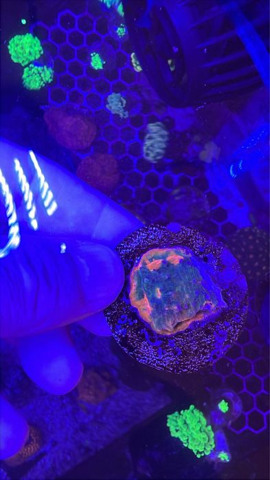 Corais frags aquario agua salgada