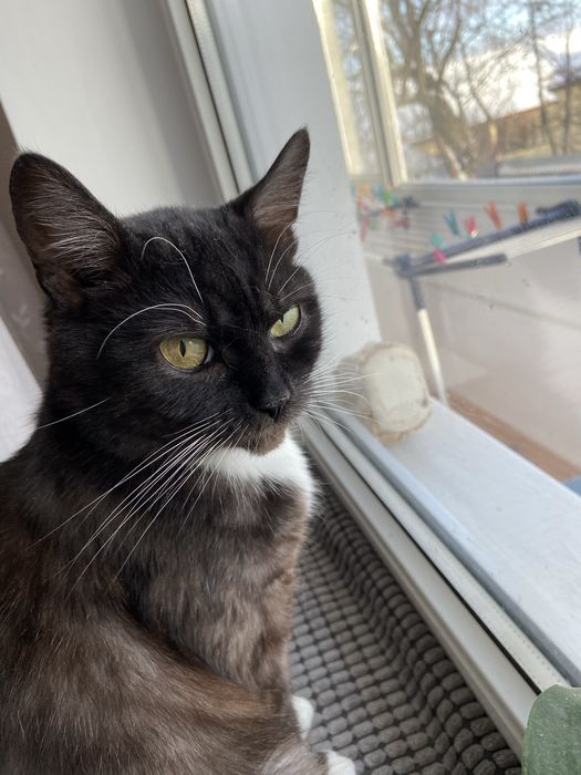 Шукаємо відповідальну сімʼю