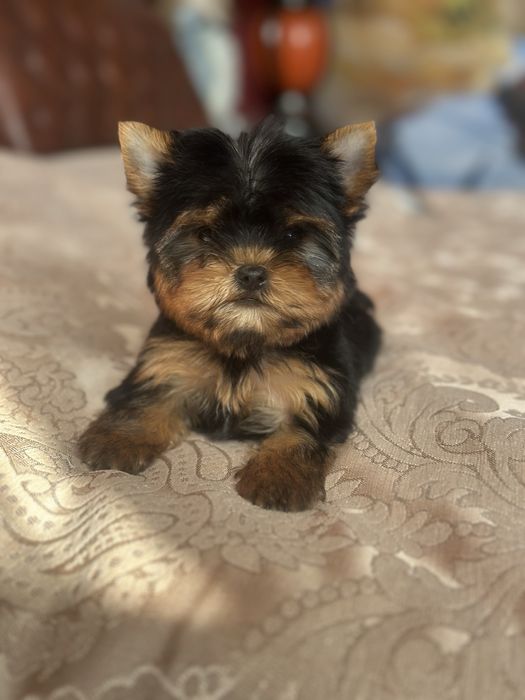 Розкішні яскраві хлопчики