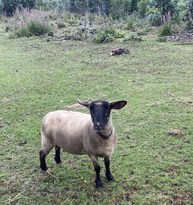 Vendo ovelha e 2 cordeiras de raça Suffolk