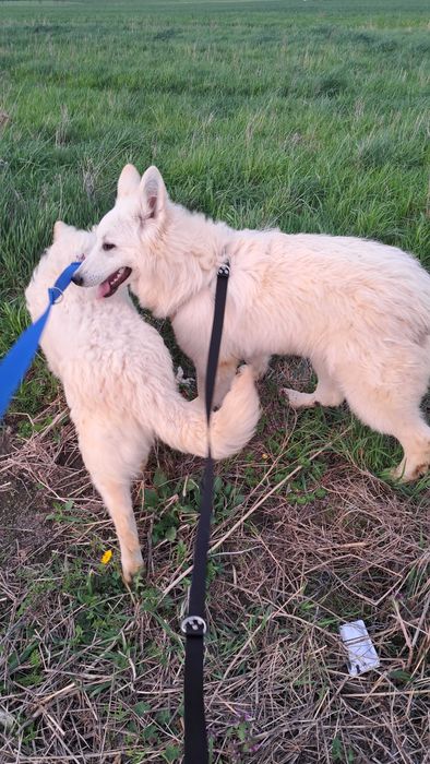 Owczarek Szwajcarski suczka