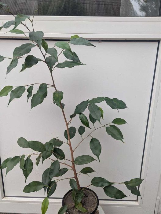 Кімнатні рослини (бегонія, дендробіум, сансівєра)