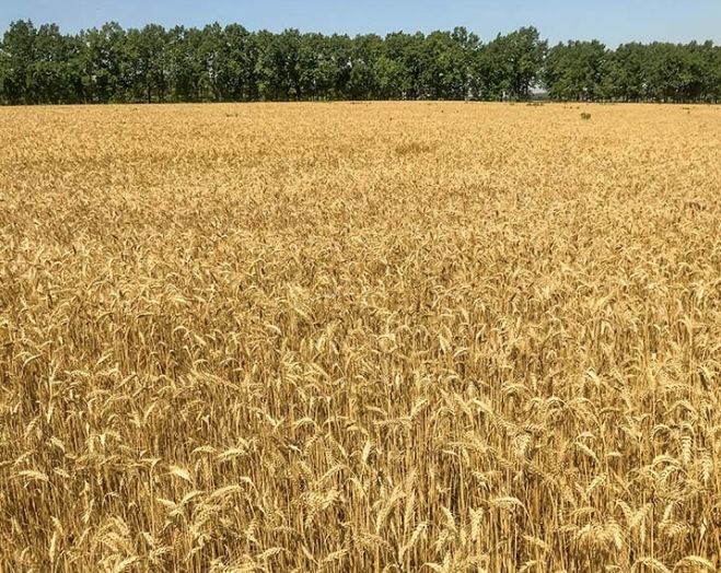 Продам пай 3,4 га Череаська область