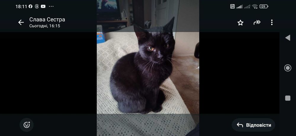 Продам, темна шоколадна шотланська дівчинка.