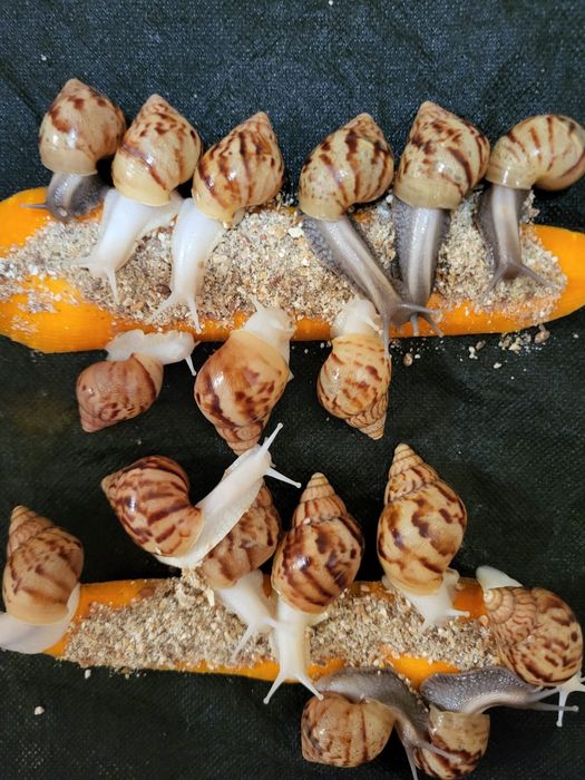 Улитки  ахатина равлики Фуліка