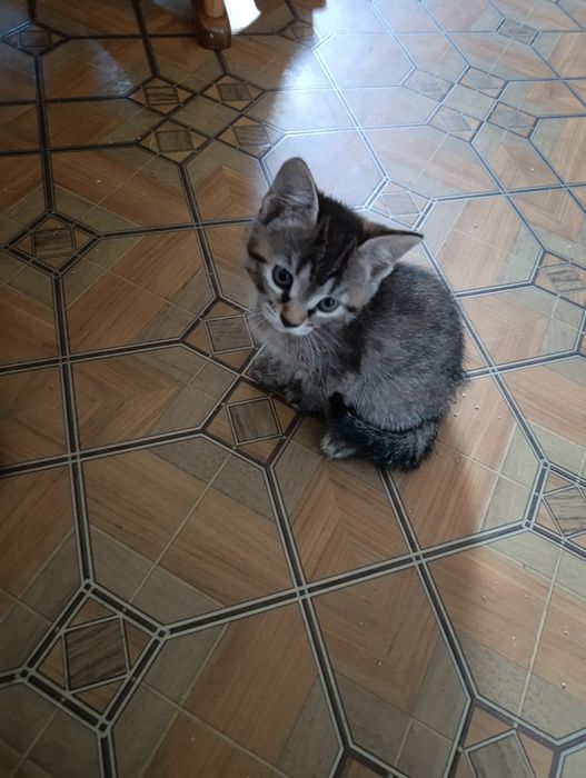 Віддам кошенят.хлопчик та дівчинка