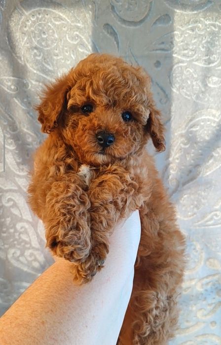 Класнючий той пудель маленький