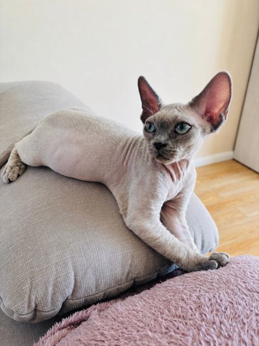 Kot Devon Rex chlopiec Enzo. Esencja miłosci