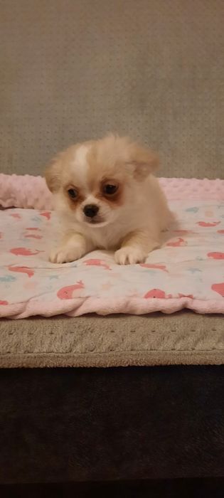 Piesek chihuahua długowłosy