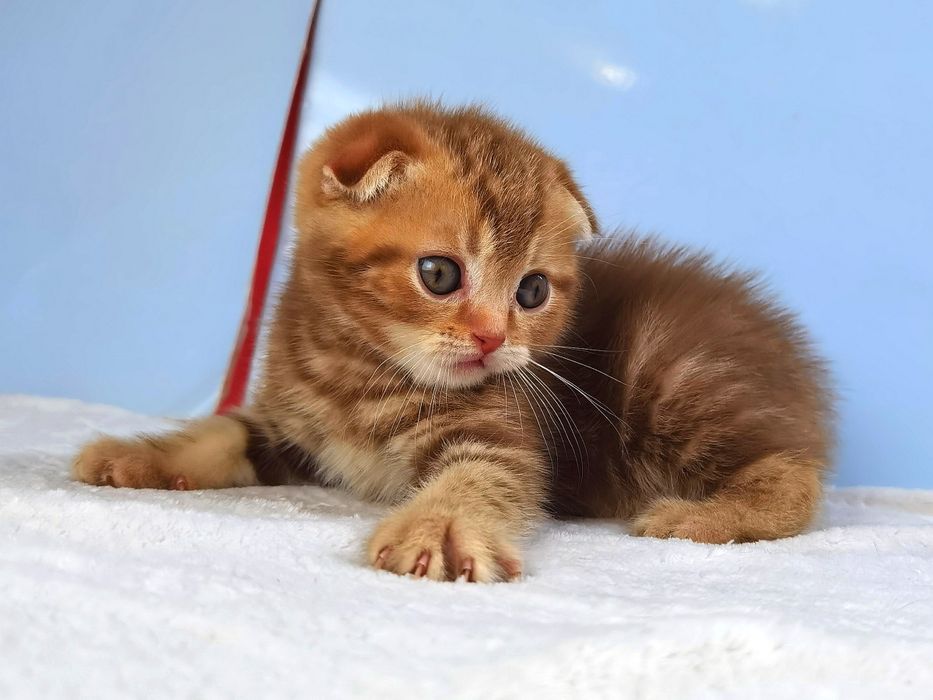 Шотландский вислоухий котик с документами и прививками