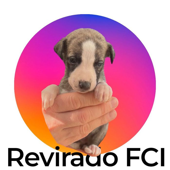 Whippet Chart angielski  piękna suczka Revirado FCI