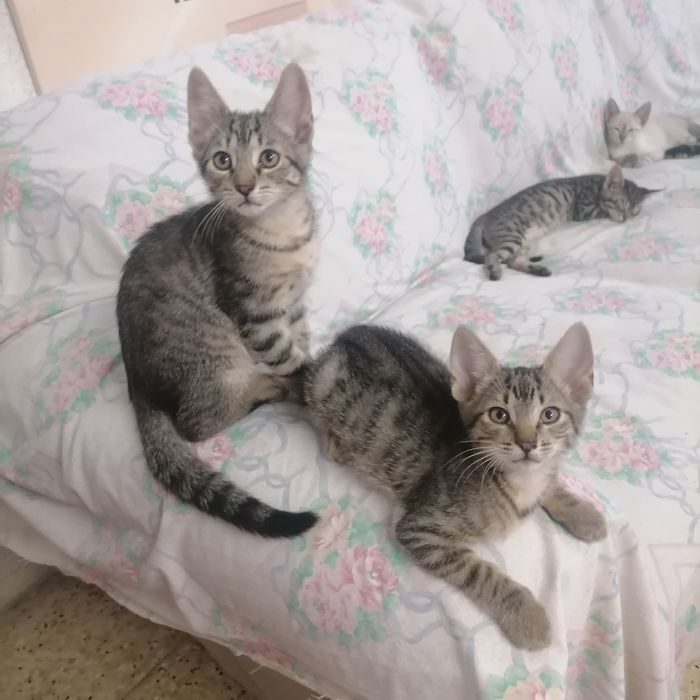 Dois gatos disponíveis para adoção, um macho e uma fêmea, com 10 semanas de idade.