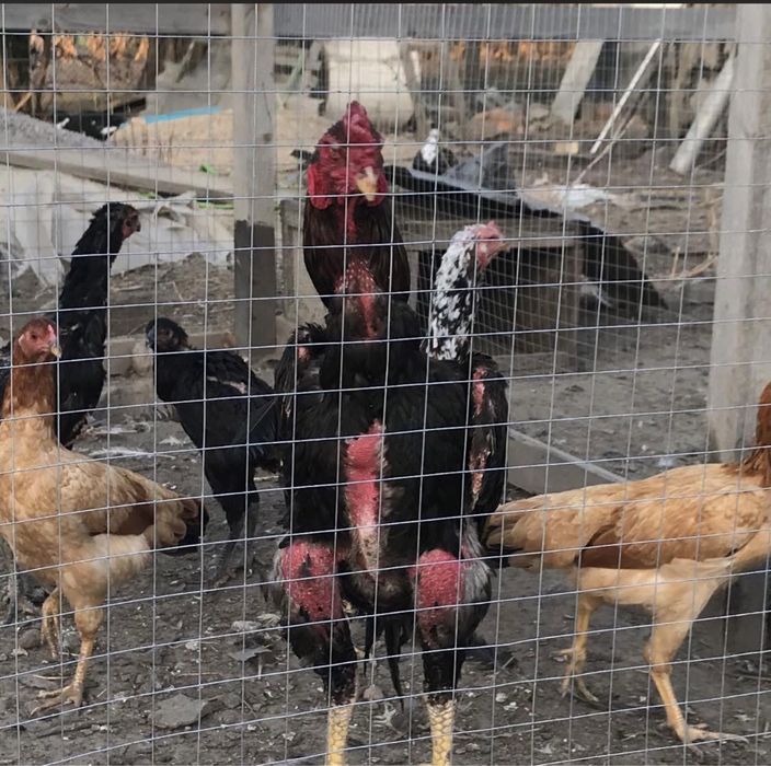 Куры и петухи Бойцовские О Шамо