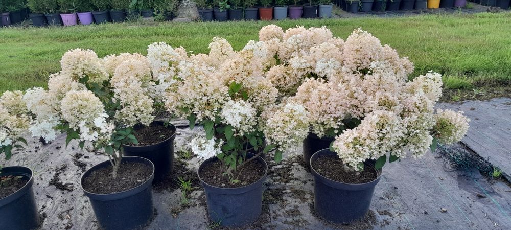 Hortensje różne odmiany w doniczkach 5l i 3l