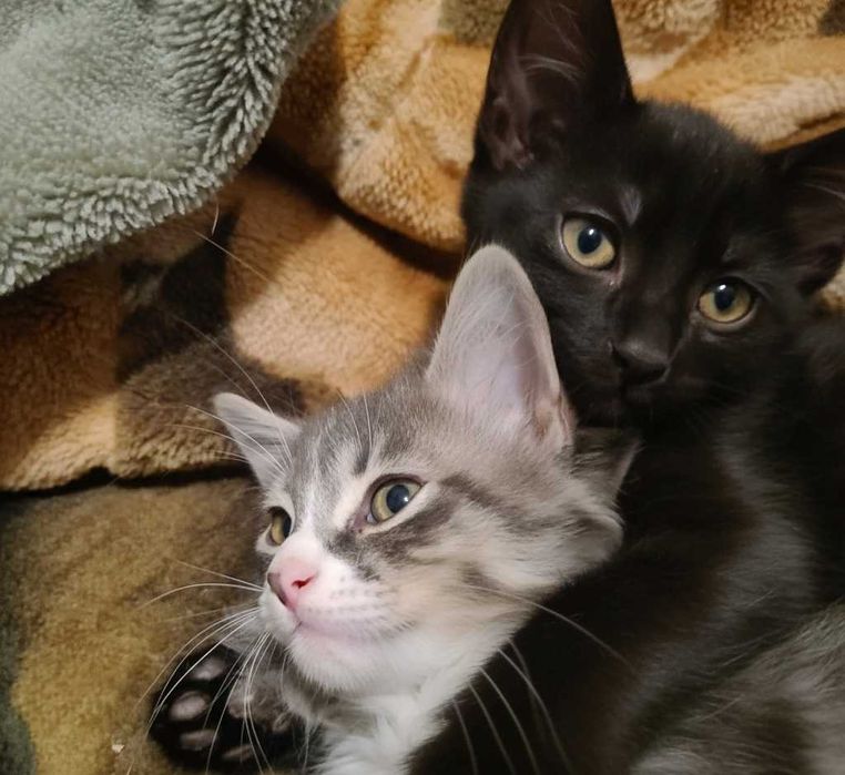 Кошенята шукають дім