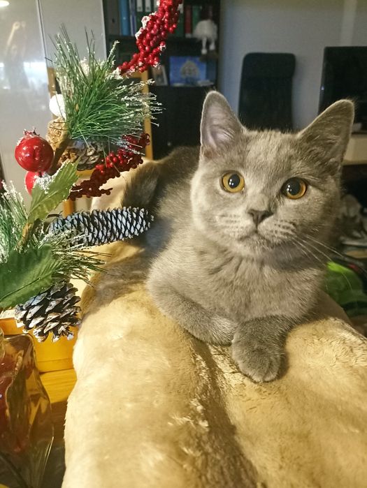 Kociak w typie rasy brytyjskiej