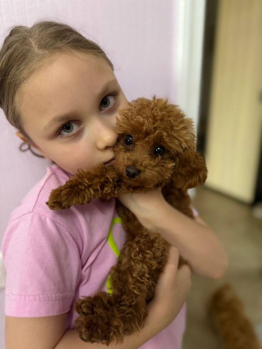 Ніжні та розумні той пуделята
